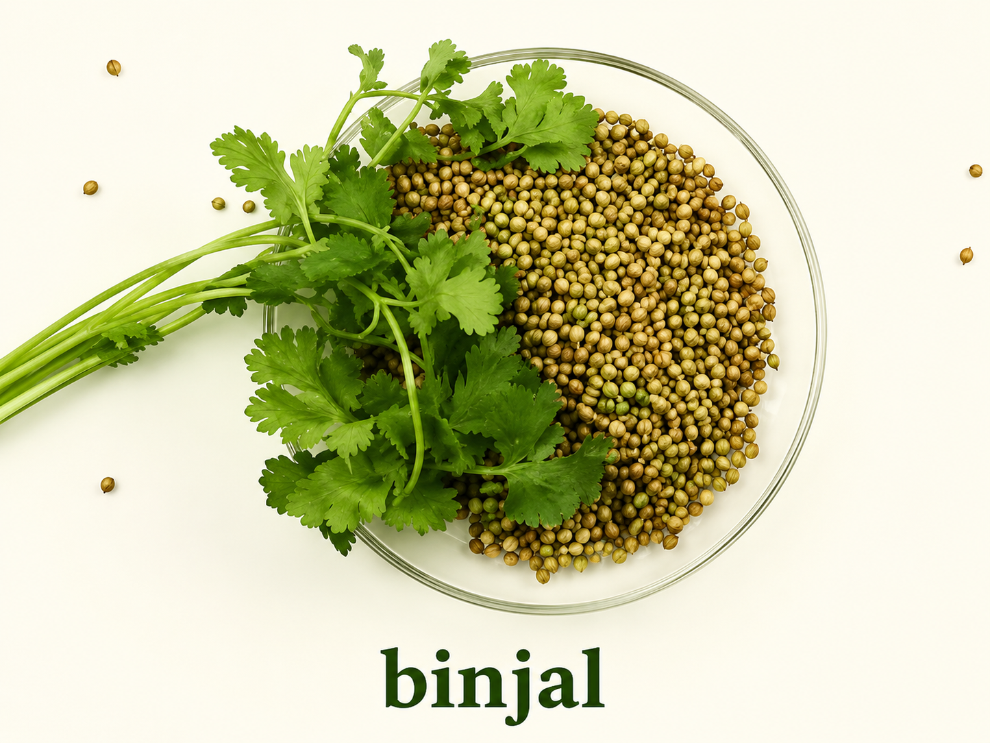 Coriander Seeds
